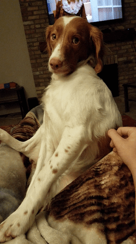 doggo.gif